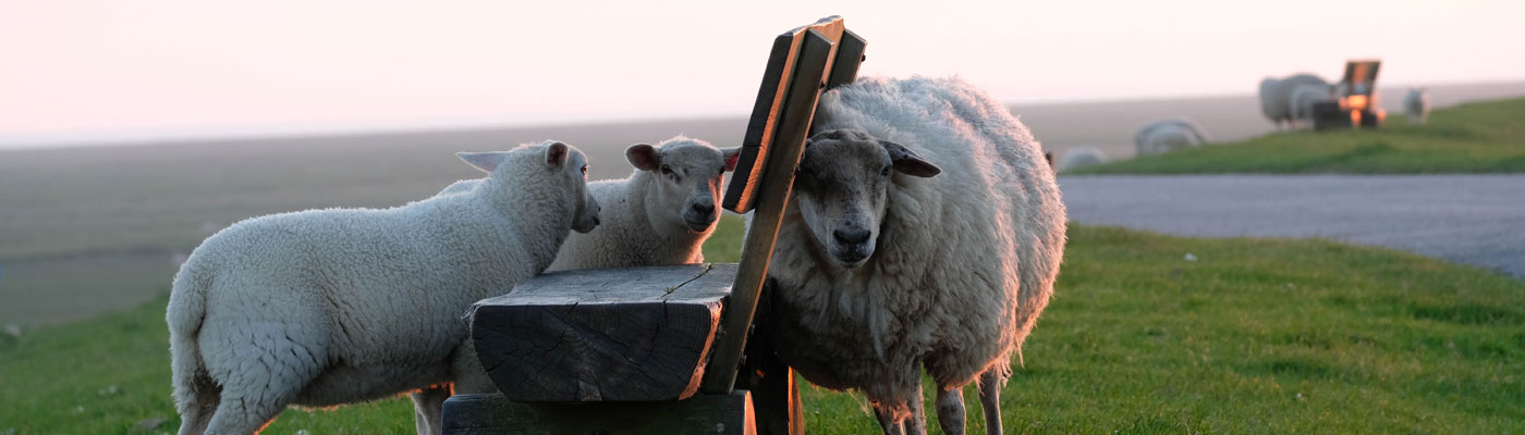 Schafe in auf dem Deich in Nordfriesland